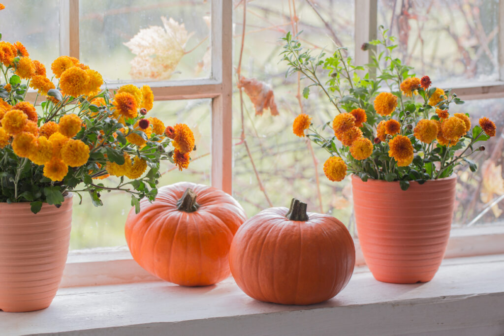 chrysanthemums  and pumpkins on old white  windowsill in a bright room