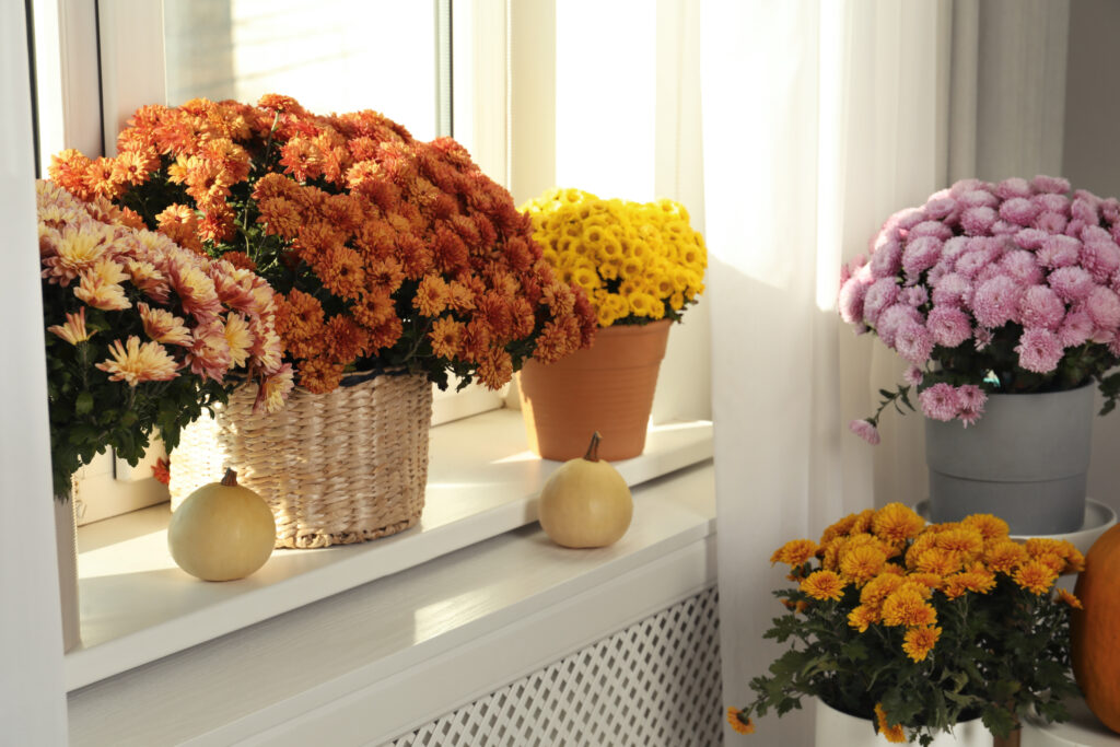 Beautiful potted chrysanthemum  fall flowers and pumpkins on a windowsill