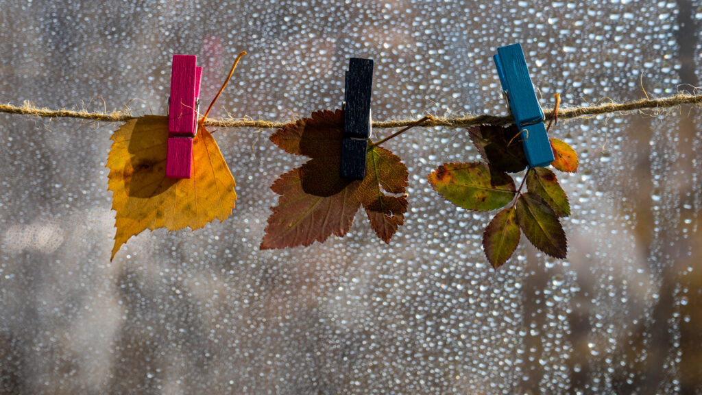 Autumn composition with golden leaves on a rope garland on the window with raindrops. Autumn layout with leaves of different metal paint on a cord with clothespins. Selective focus.